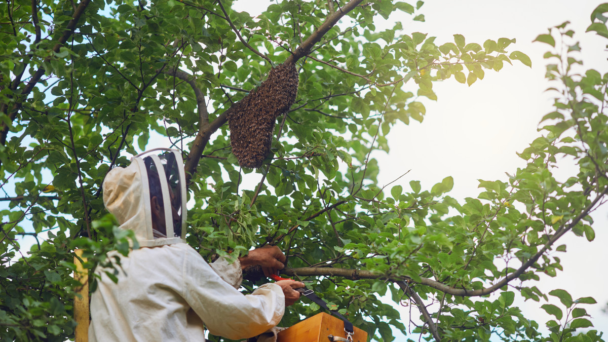 professionnel retirant un nid de guepe dans un arbre